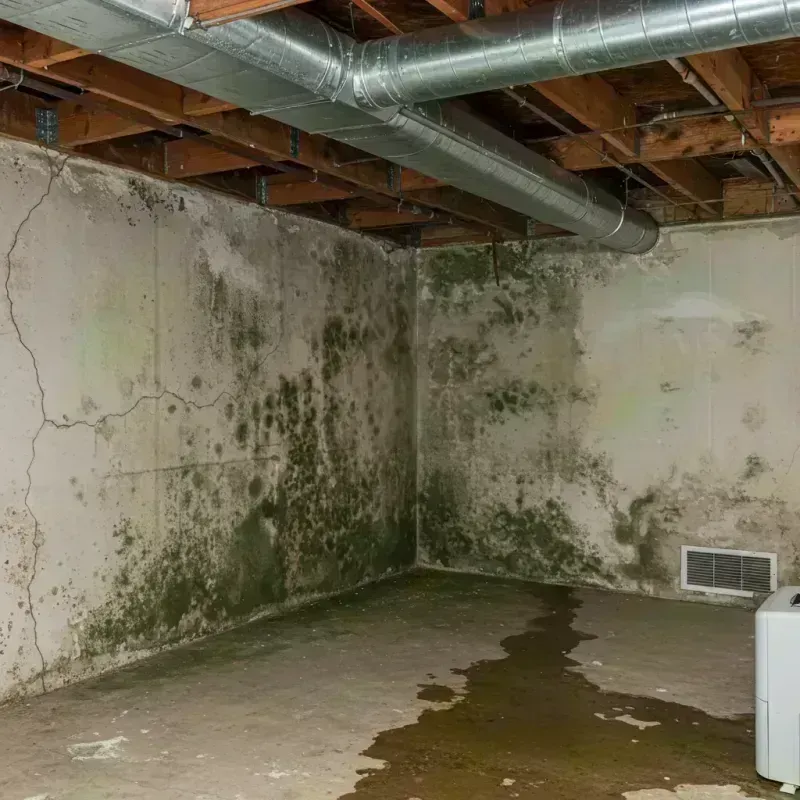 Professional Mold Removal in Minidoka County, ID